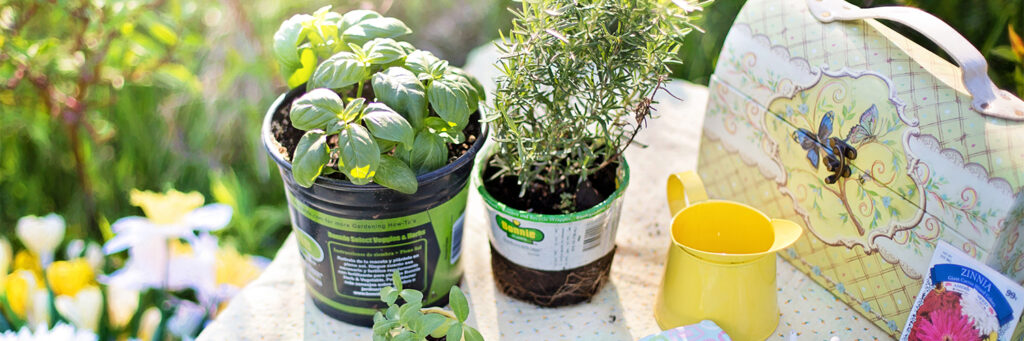 Container Gardening for the Elderly